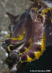 Portrait study of Flambouyant Cuttlefish. Taken with D200... by David Henshaw 